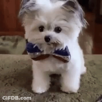 Small White Dog In Bow Tie GIF