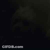 Small White Dog In Dark Room GIF
