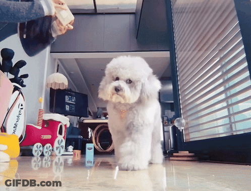 Small White Dog In Front Of Taylormade Golf Bag GIF