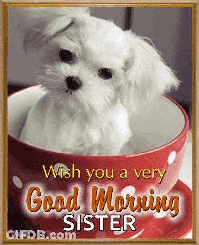 Small White Dog In Red Cup GIF