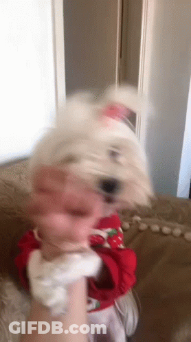 Small White Dog In Red Sweater Held By Hand GIF
