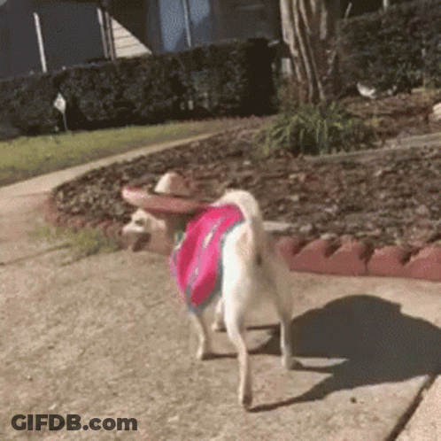 Small White Dog In Sombrero And Pink Shirt Walking GIF