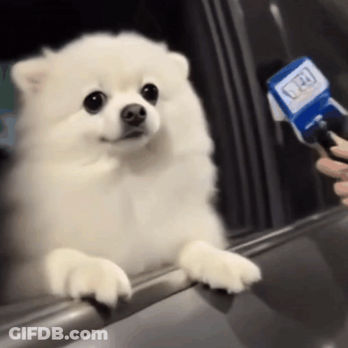 Small White Dog Interviewed At Car Window GIF