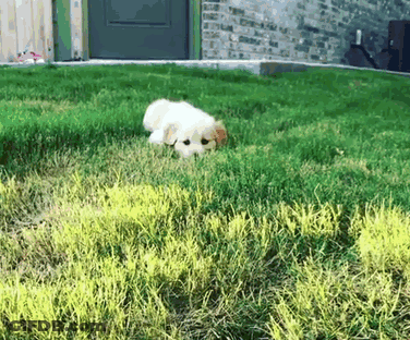 Small White Dog Laying In Grass In Front Of Brick Building GIF