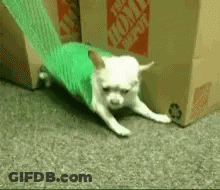 Small White Dog Laying Next To Home Depot Box GIF
