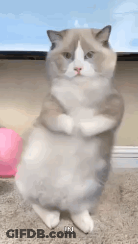 Small White Dog Laying On Bed With Blanket GIF