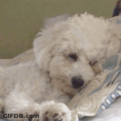 Small White Dog Laying On Bed With Blue Blanket GIF