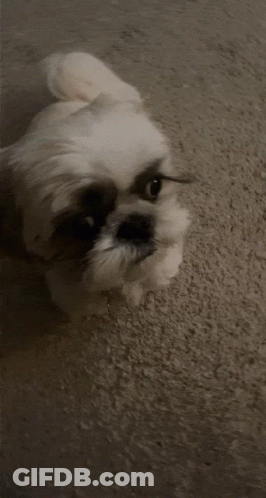 Small White Dog Laying On Carpet GIF