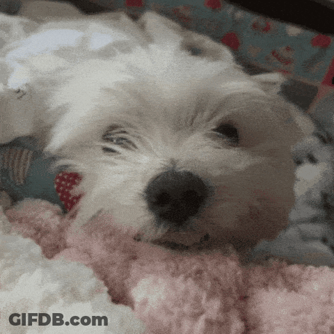 Small White Dog Laying On Pink Blanket GIF