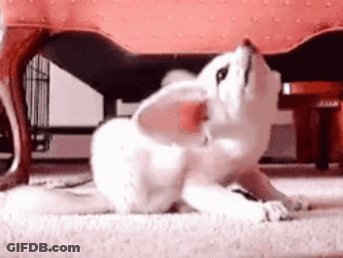 Small White Dog Laying Under Chair GIF