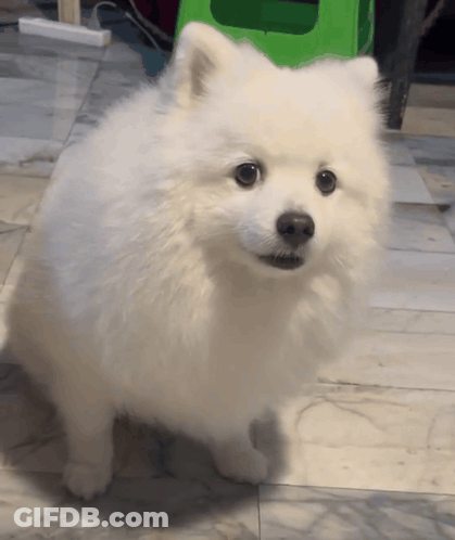 Small White Dog Looking At Camera GIF