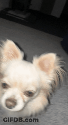 Small White Dog Looking At Camera With Blurred Background GIF