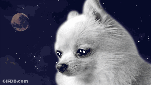 Small White Dog Looking At Moon GIF