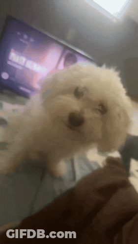 Small White Dog Looking At TV Saying Netflix GIF