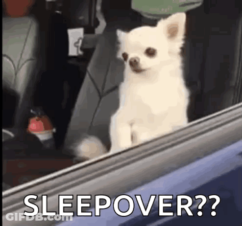 Small White Dog Looking Out Car Window GIF