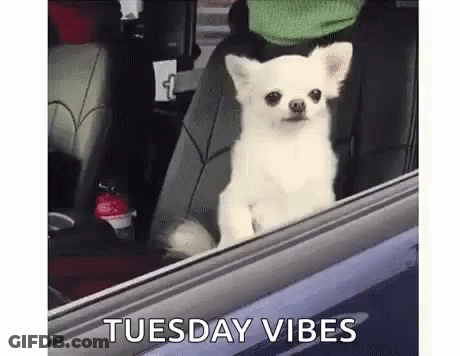 Small White Dog Looking Out Car Window GIF