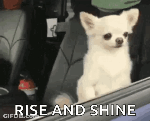 Small White Dog Looking Out Car Window Rise And Shine GIF