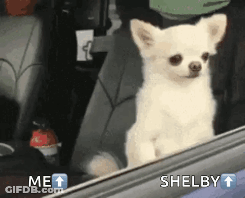 Small White Dog Looking Out Car Window With Me Shelby GIF