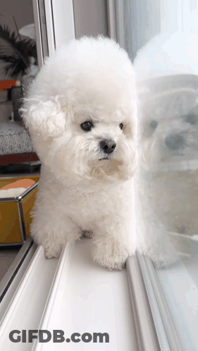 Small White Dog Looking Out Window GIF