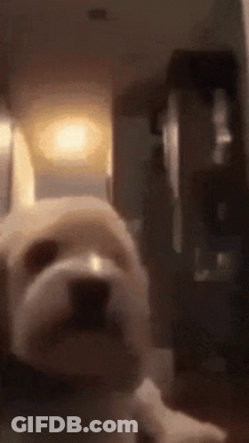 Small White Dog Lying Down On Table GIF