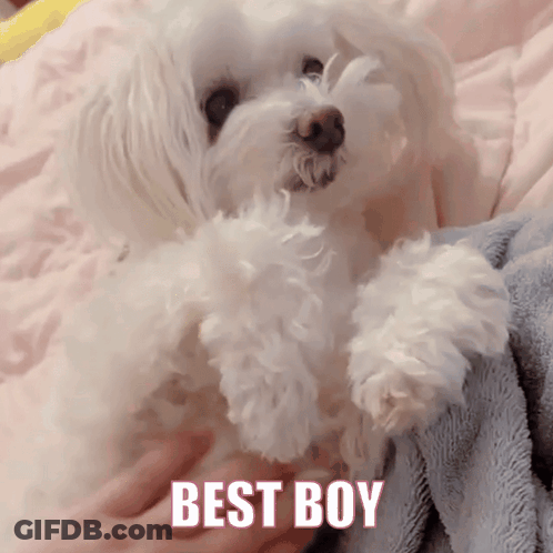 Small White Dog Lying On Bed Saying Best Boy GIF