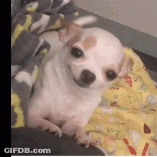 Small White Dog Lying On Bed With Blanket GIF
