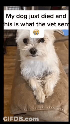 Small White Dog On Couch My Dog Just Died GIF