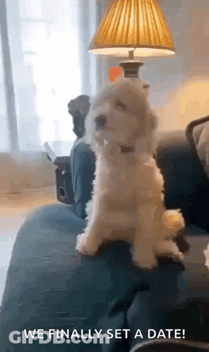 Small White Dog On Couch Next To Lamp GIF