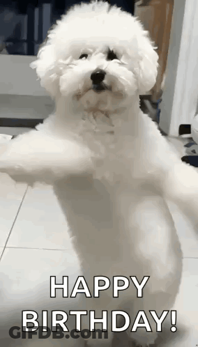 Small White Dog On Hind Legs Happy Birthday GIF