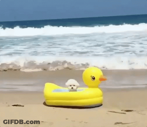 Small White Dog On Inflatable Duck GIF