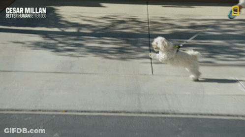 Small White Dog On Leash Cesar Millan Better Human Better Dogs GIF