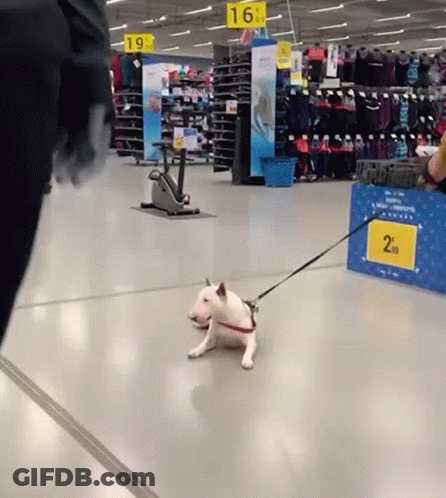 Small White Dog On Leash In Store GIF