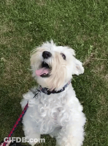 Small White Dog On Leash Looking Up GIF