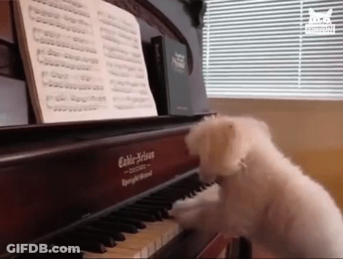 Small White Dog Playing Piano Saying Cable-Reiss GIF