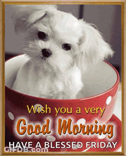 Small White Dog Red Bowl Good Morning Blessed Friday GIF