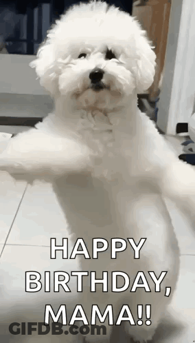 Small White Dog Saying Happy Birthday Mama GIF