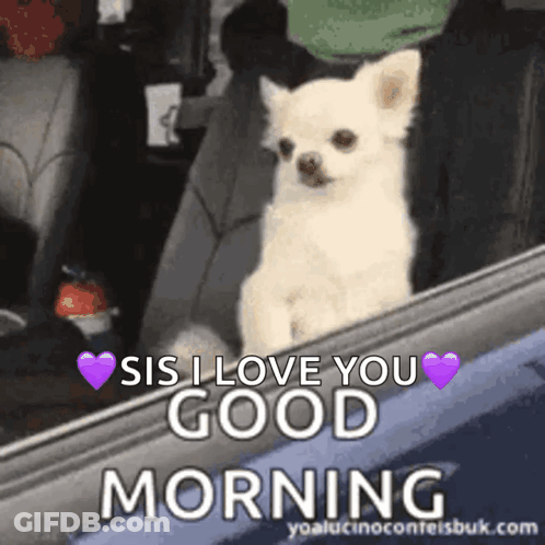 Small White Dog Saying Sis I Love You Good Morning GIF