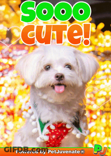 Small White Dog Saying Sooo Cute GIF