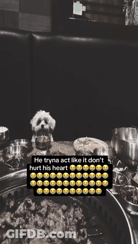 Small White Dog Sits At Table Saying He Tryna Act Like It Don't Hurt His Heart GIF