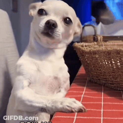 Small White Dog Sitting GIF