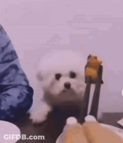 Small White Dog Sitting Beside Plate Of Food GIF