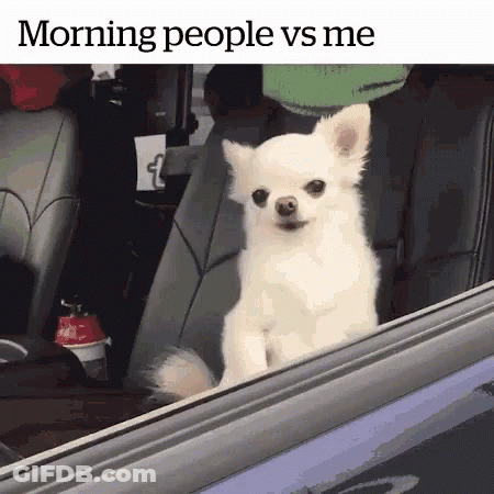Small White Dog Sitting In Back Seat Looking Out Window GIF