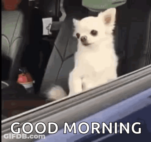 Small White Dog Sitting In Car GIF