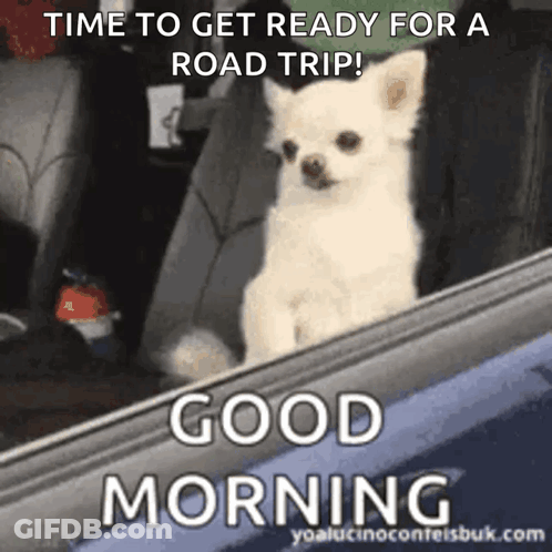 Small White Dog Sitting In Car Back Seat GIF