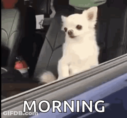 Small White Dog Sitting In Car GIF