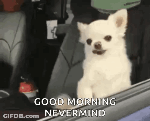 Small White Dog Sitting In Car Looking Out Window GIF