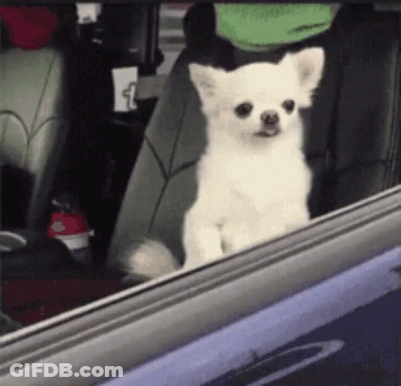 Small White Dog Sitting In Car Seat Looking Out Window GIF