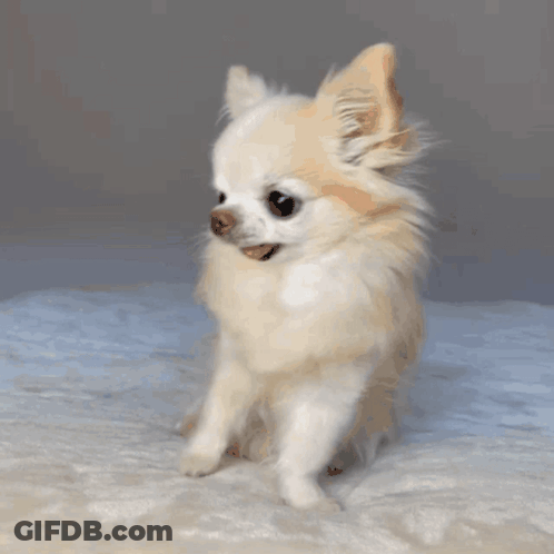 Small White Dog Sitting On Blanket GIF