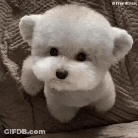 Small White Dog Sitting On Couch GIF