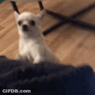 Small White Dog Sitting On Couch GIF